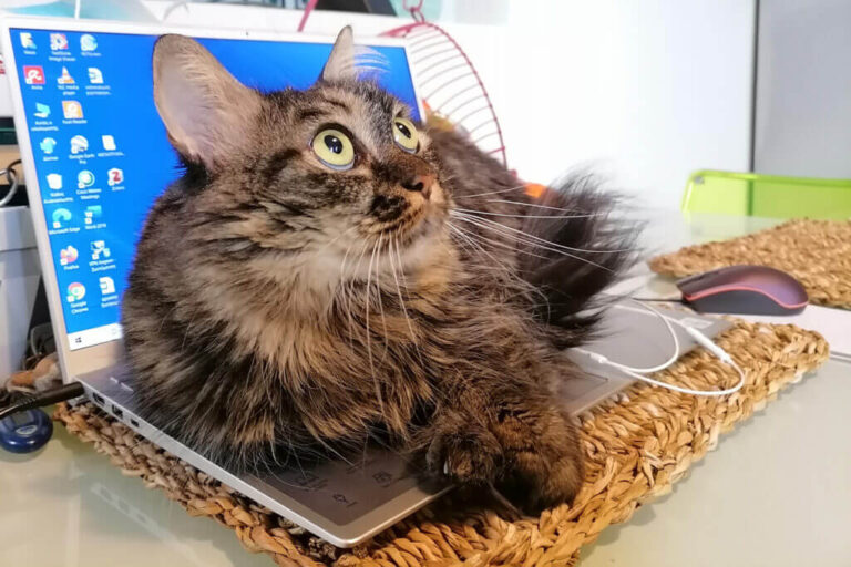 Why does my cat sit on my laptop? Chicho Cat