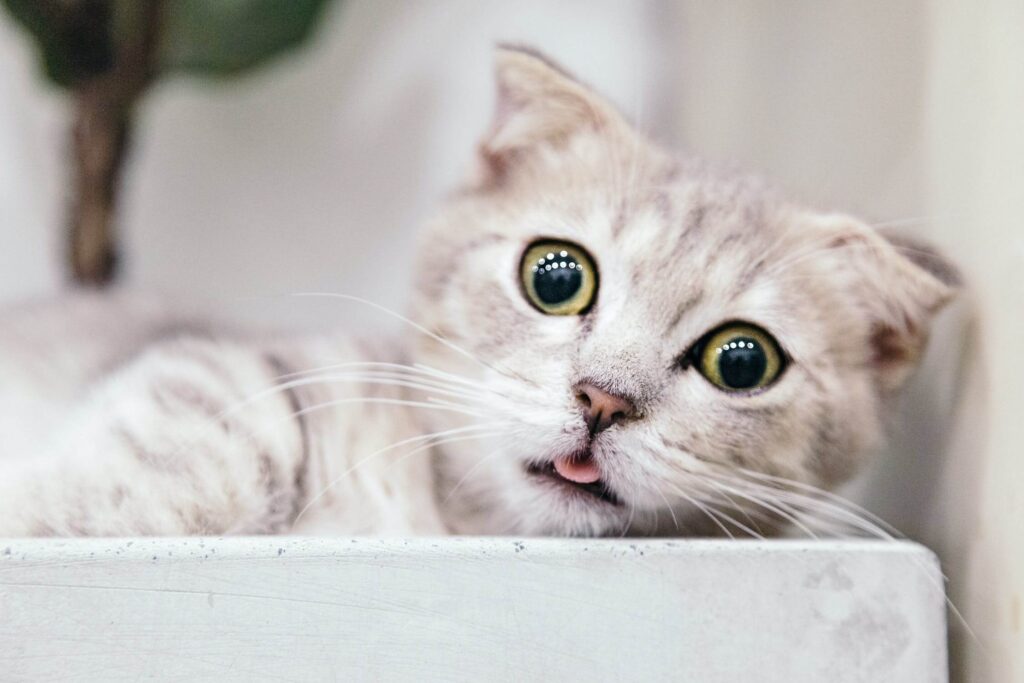 signs that your cat is anxious