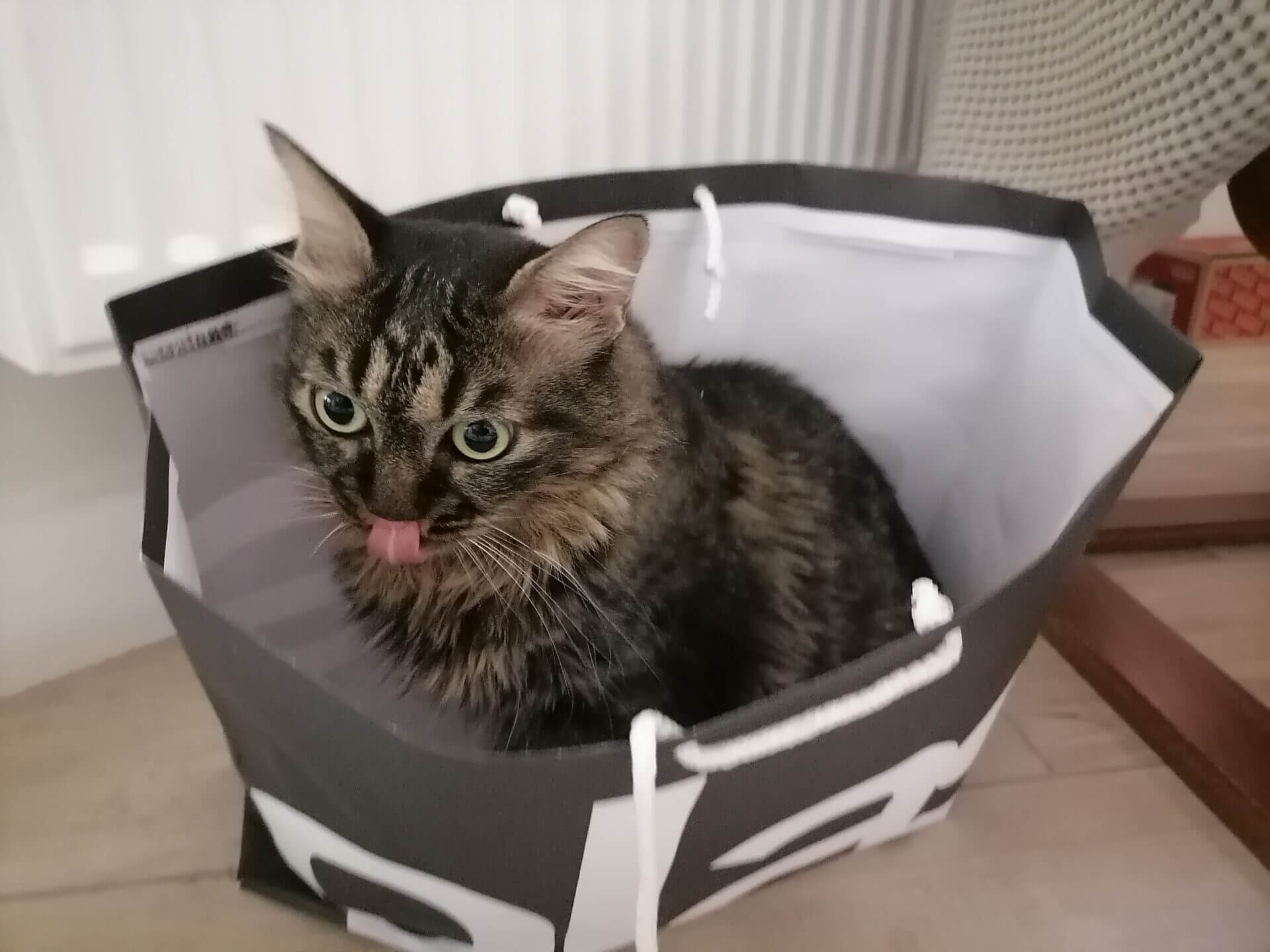 Cats and Plastic Bags Chicho Cat