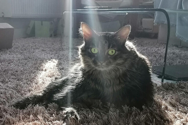 Why do cats love the sun so much? Chicho Cat