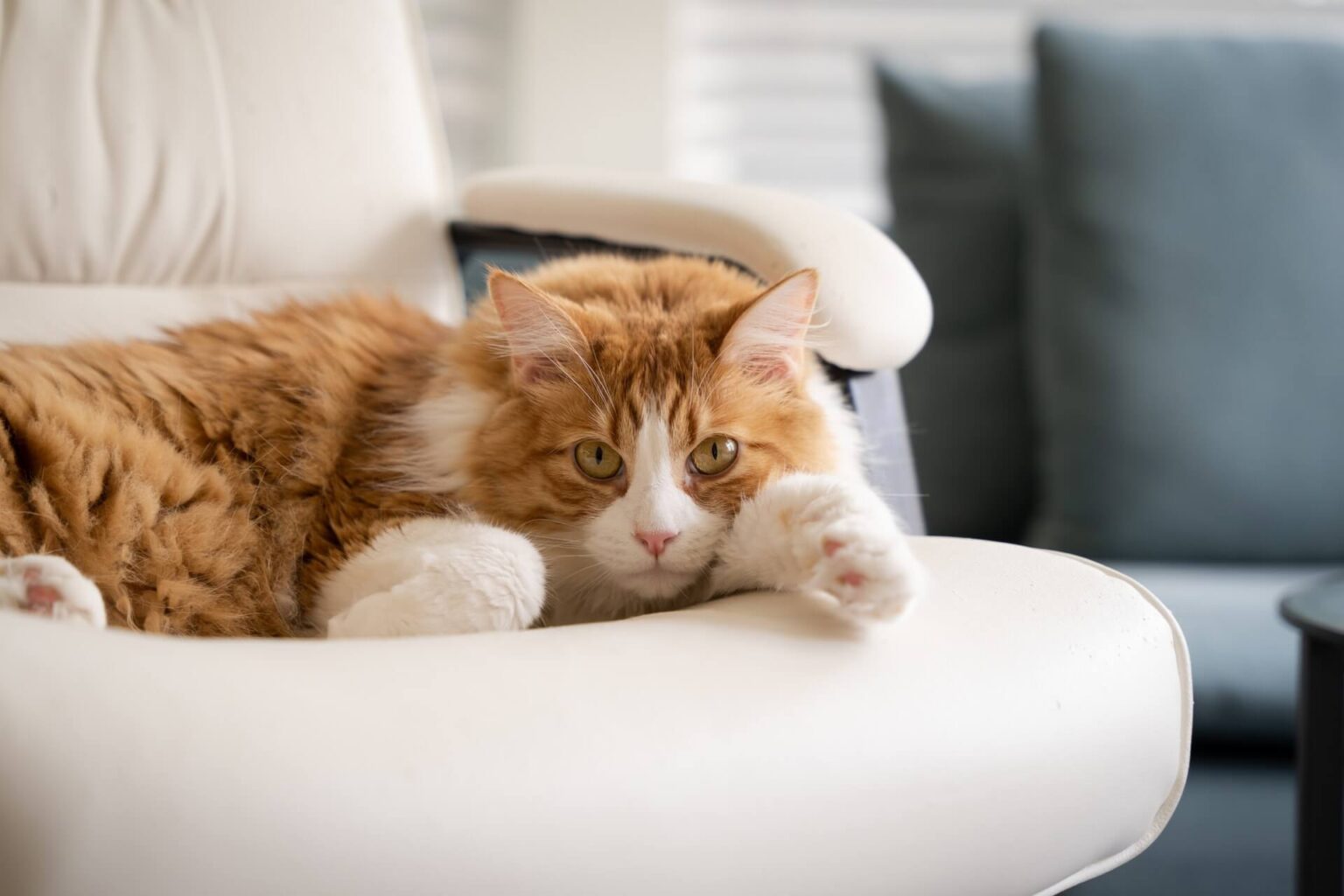 How to stop cats from scratching furniture 7 simple tips Chicho Cat