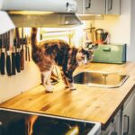 How to stop cats jumping on kitchen counters