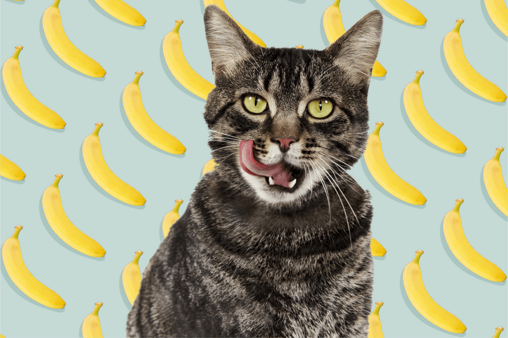 Are bananas bad for cats?