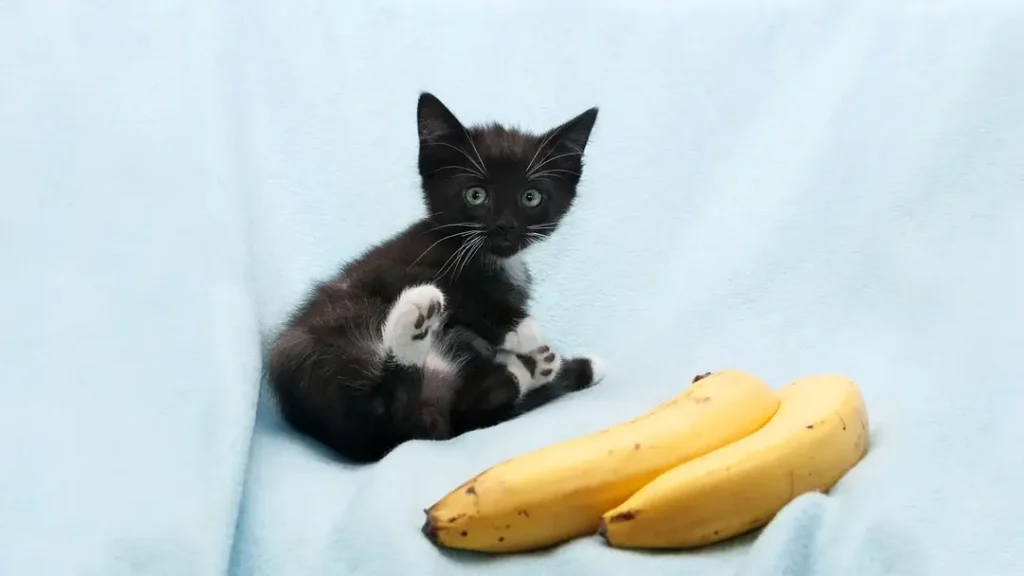 are bananas safe for kittens?