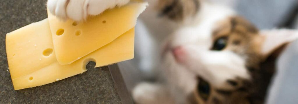 Is Cheese Bad for Cats