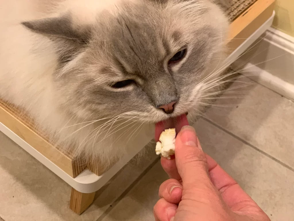 can cats eat popcorn with cheese?