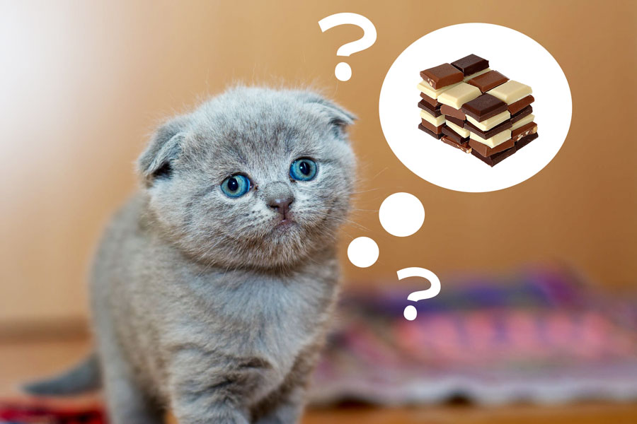 May cats eat milk or dark chocolate?