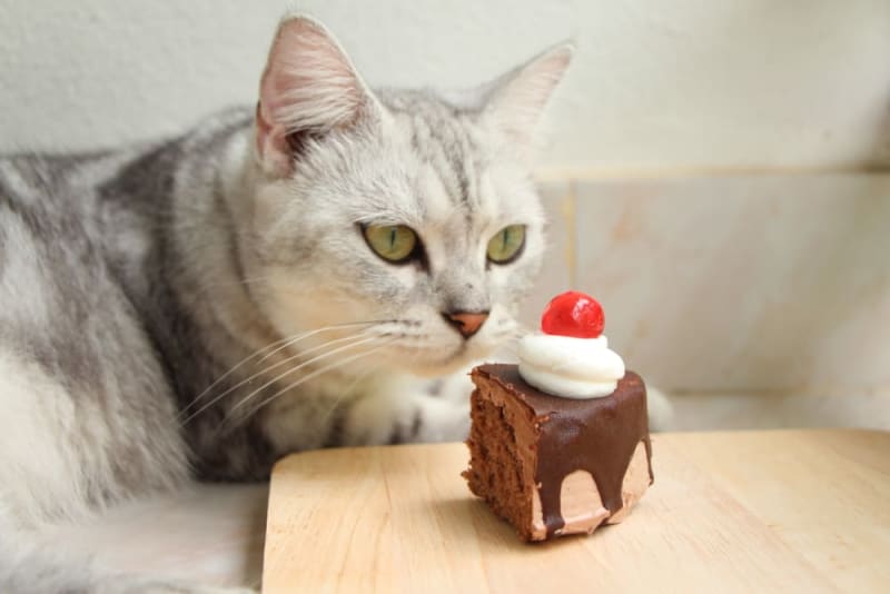 can cats eat chocolate cake?