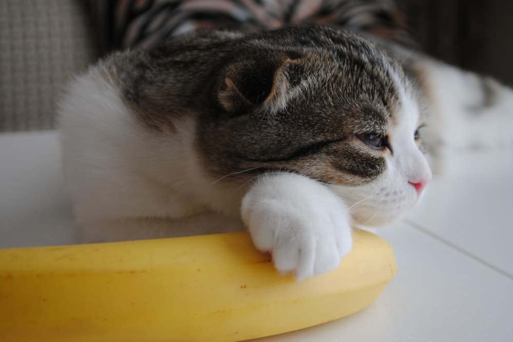 Can cats eat banana peels?