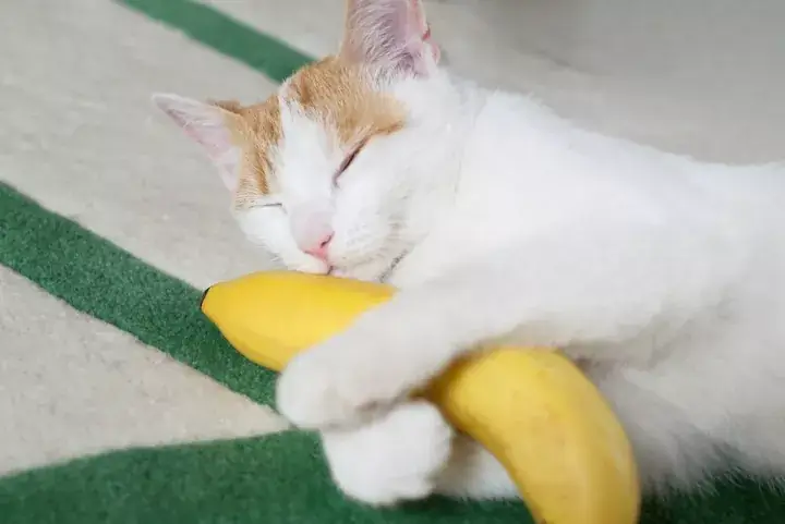 can cats eat banana peels?