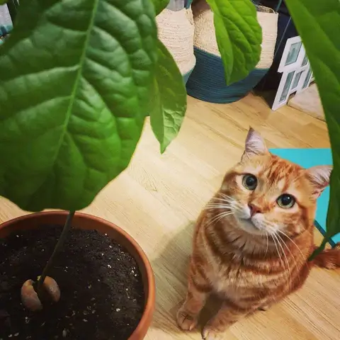 can cats eat avocado leaves?