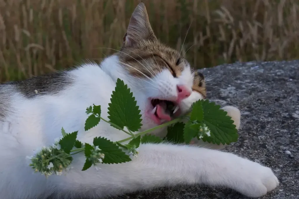 can cats eat catnip leaves?