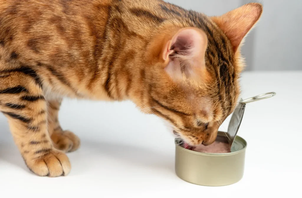 what canned human food can cats eat