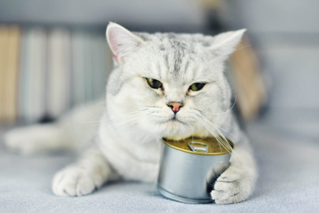 canned human food
