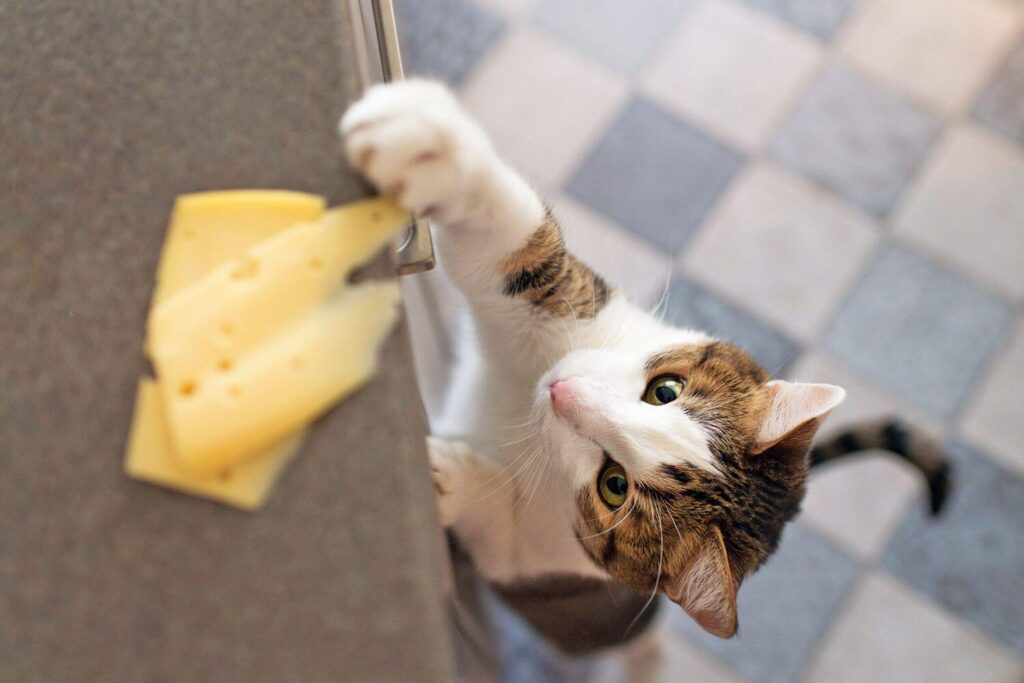 cats can eat cheese