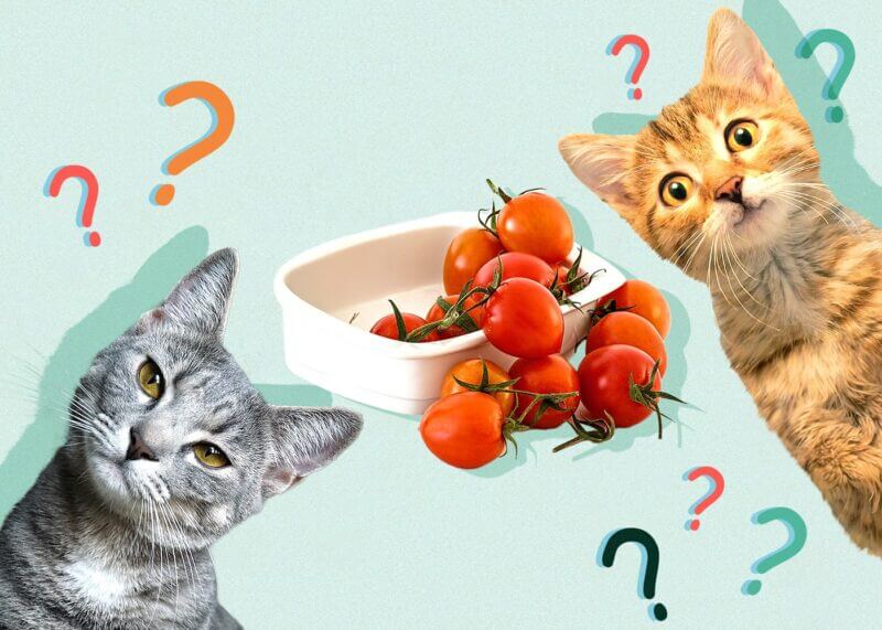 can cats eat cherry tomatoes?