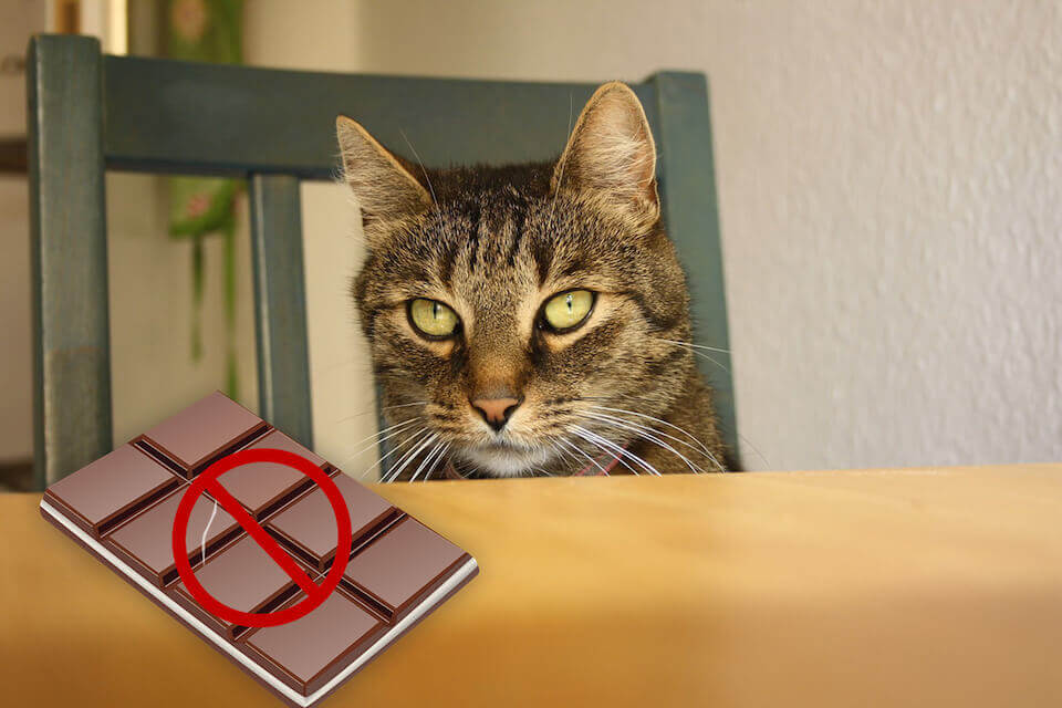 cats can't eat chocolate