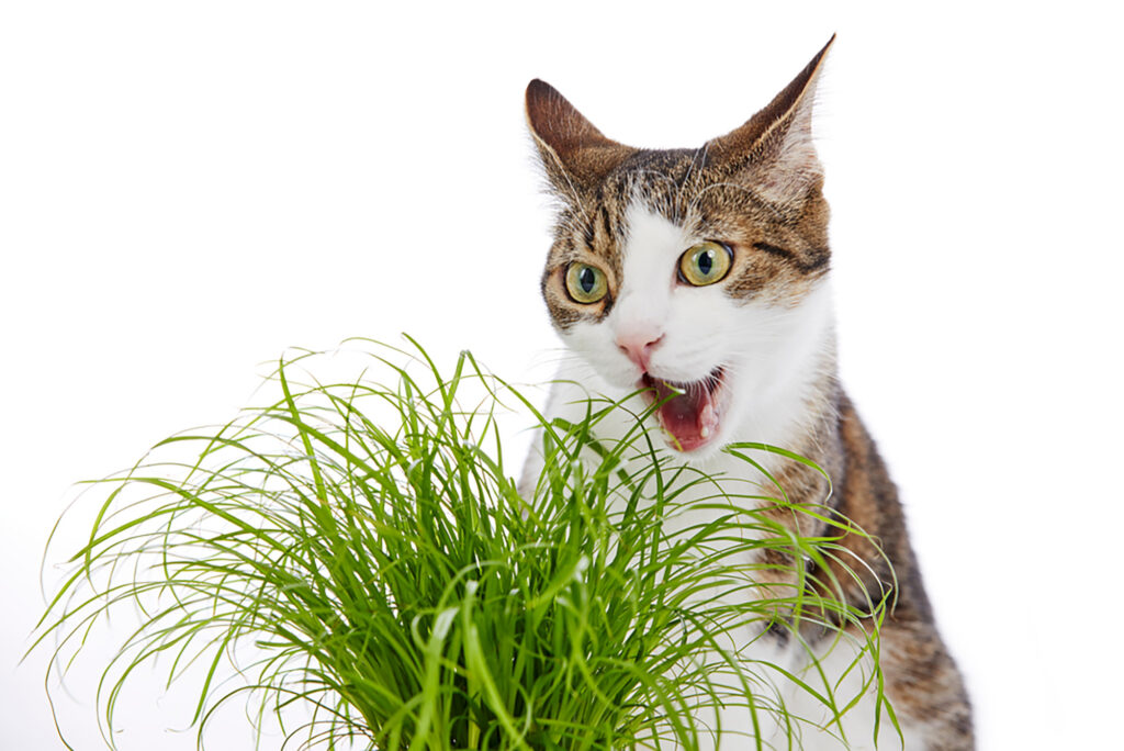 can cats eat catnip?