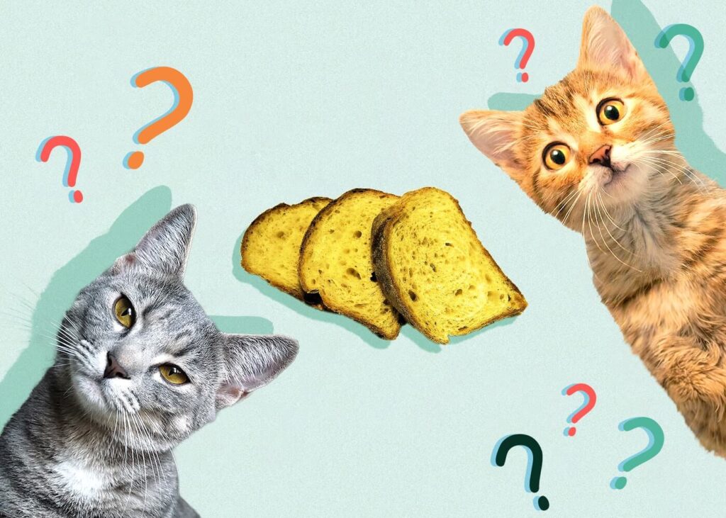 can cats eat corn bread?