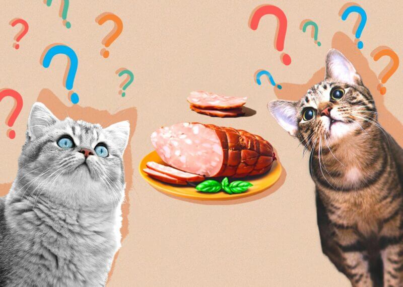 cats can eat lean deli meats