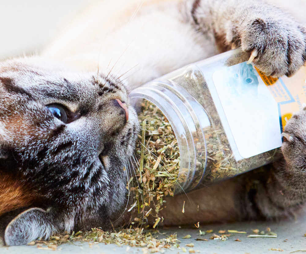 how much catnip can cats eat?