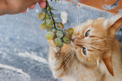 Can Cats Safely Consume Grapes?