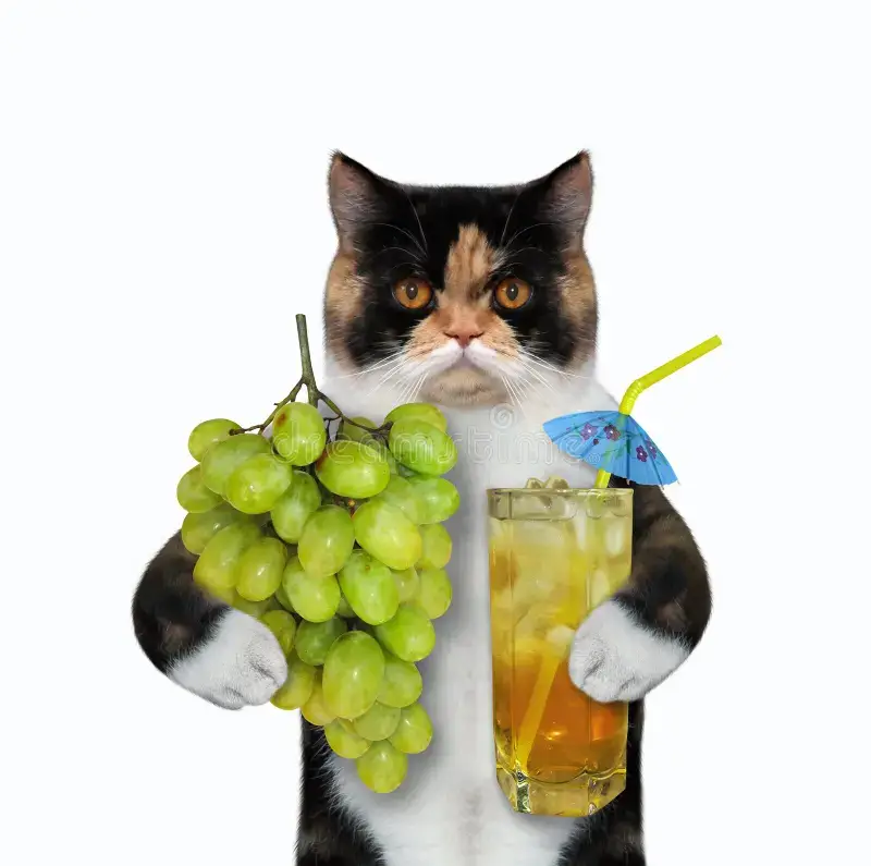 can cats have grape juice?