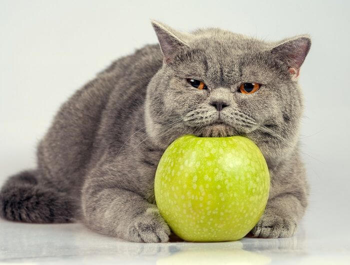 Can Cats Safely Consume Green Apples?