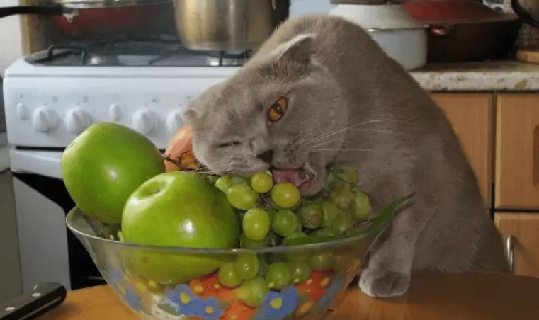 can cats eat green grapes?