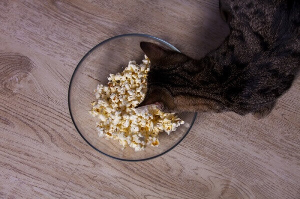 can cats eat salted popcorn?