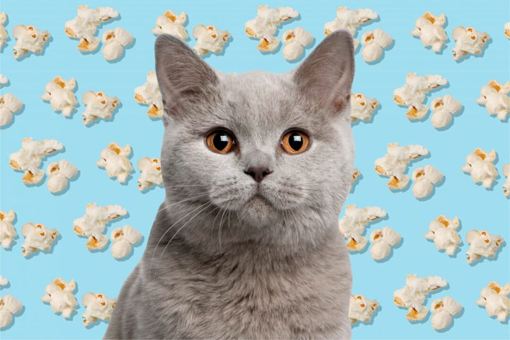 can cats eat white cheddar popcorn?