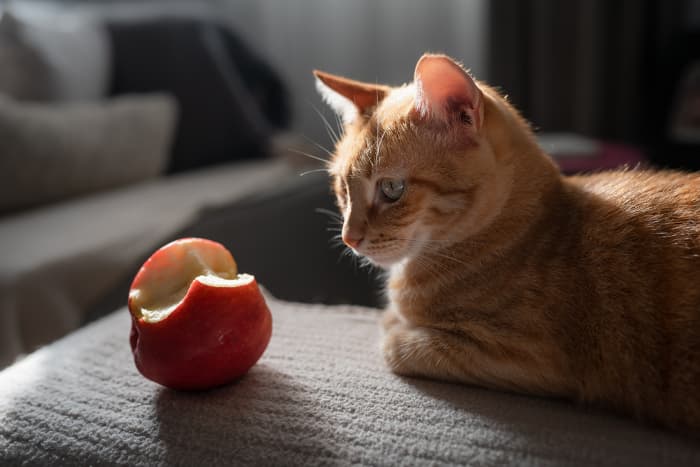 can cats eat raw apples?