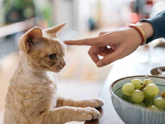 can cats eat grape stems?