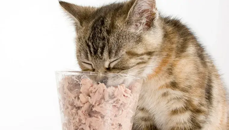 is tuna safe for cats?