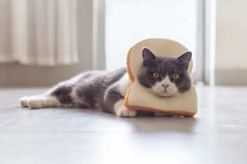 can cats eat wheat bread?