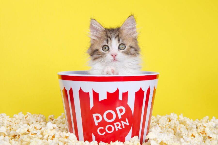 Can cats eat popcorn? Chicho Cat