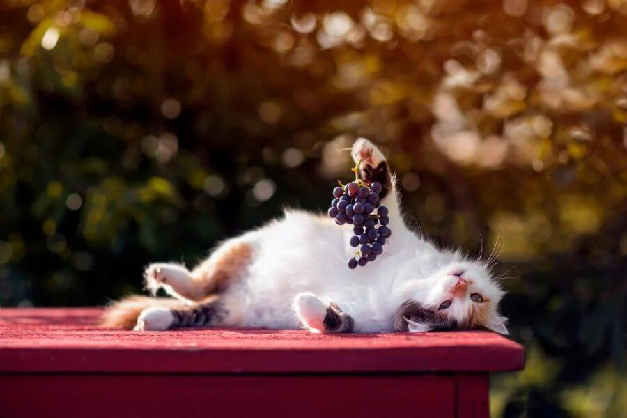 can cats eat grapes?