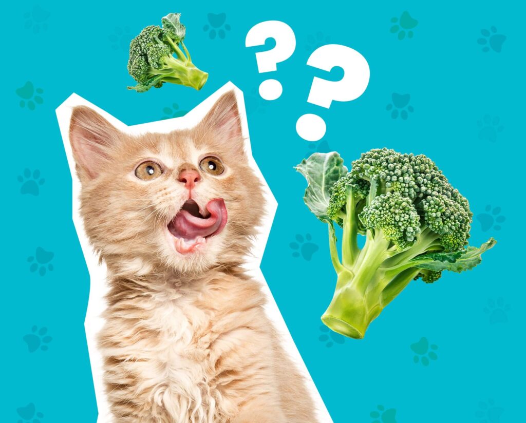 can cats eat broccoli?