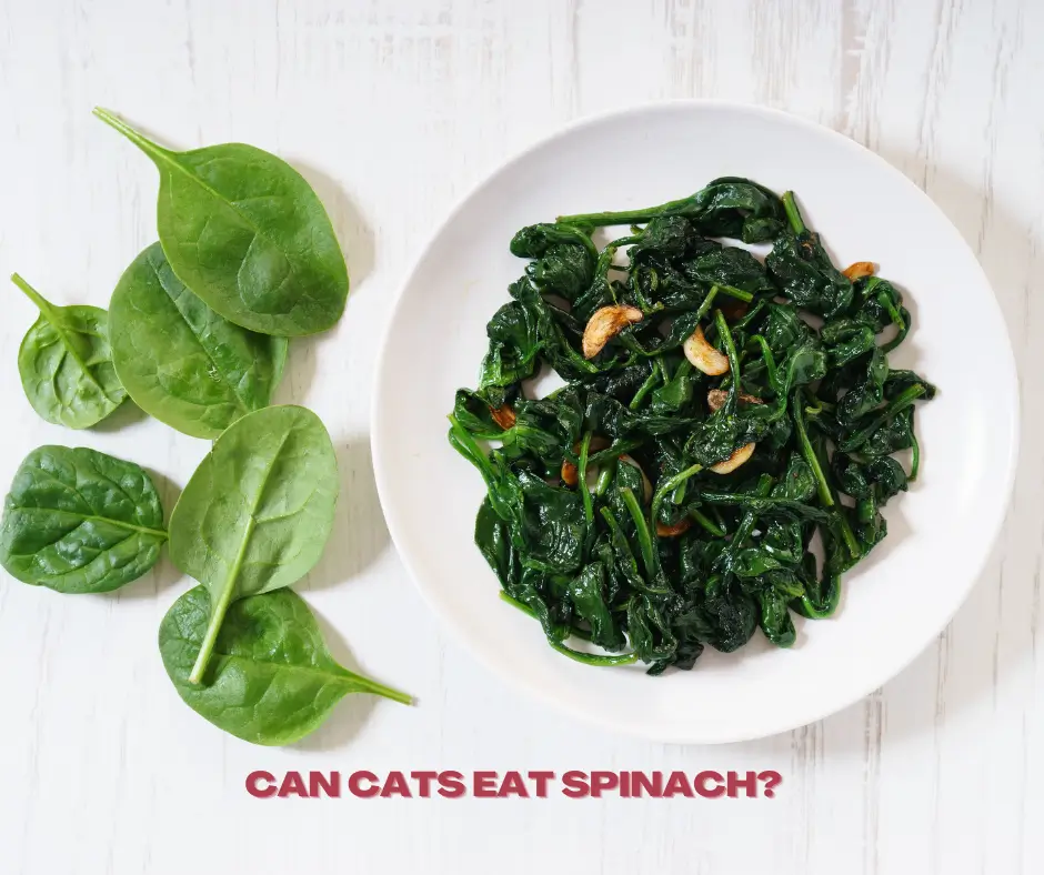 can cats eat cooked spinach?