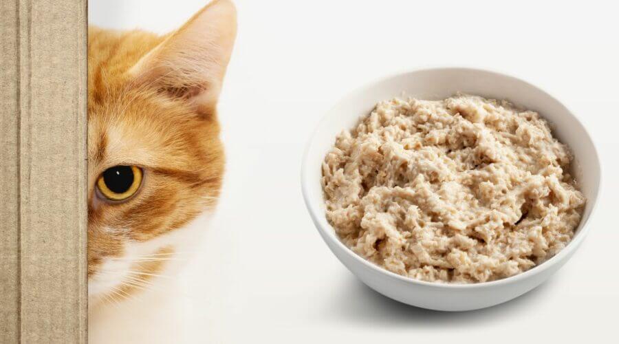 can cats eat oatmeal with cinnamon?