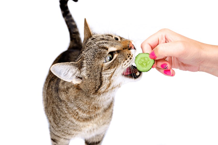 Can a cat consume safely cucumber?