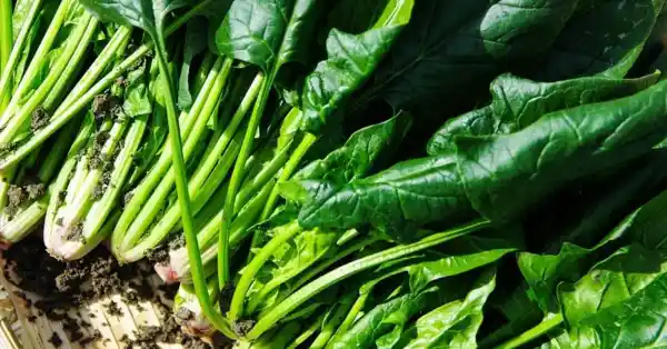 can cats eat spinach stems?