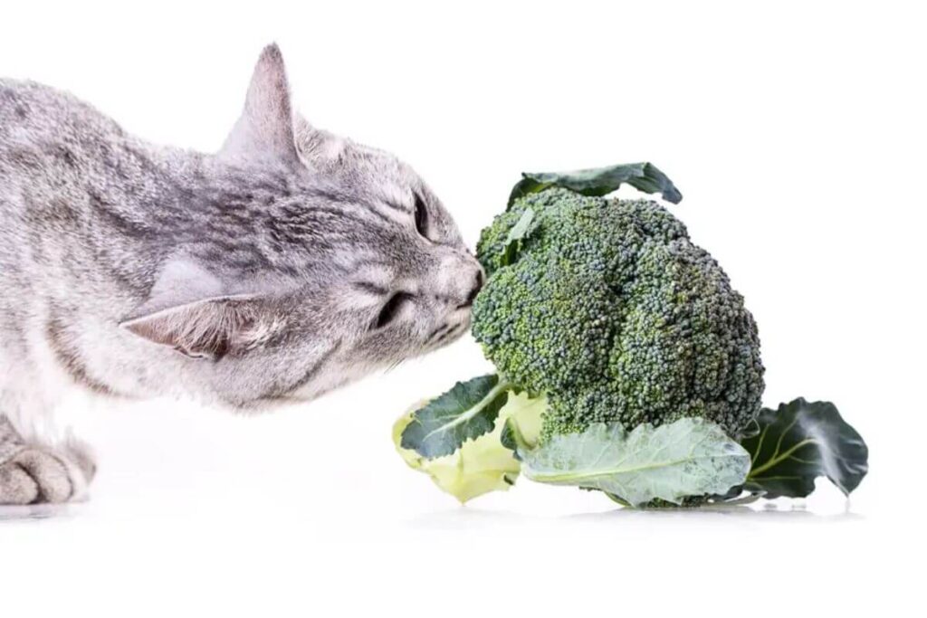 Is broccoli safe for cats?
