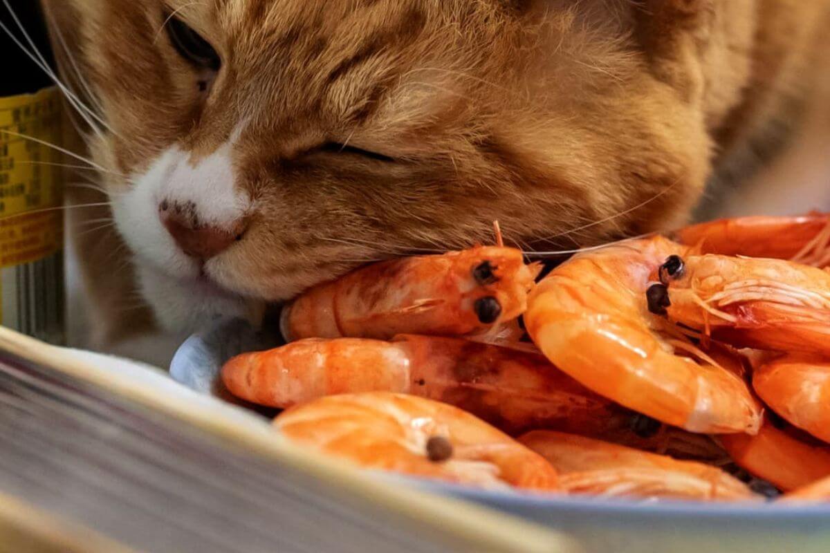 Can cats eat shrimp? Chicho Cat