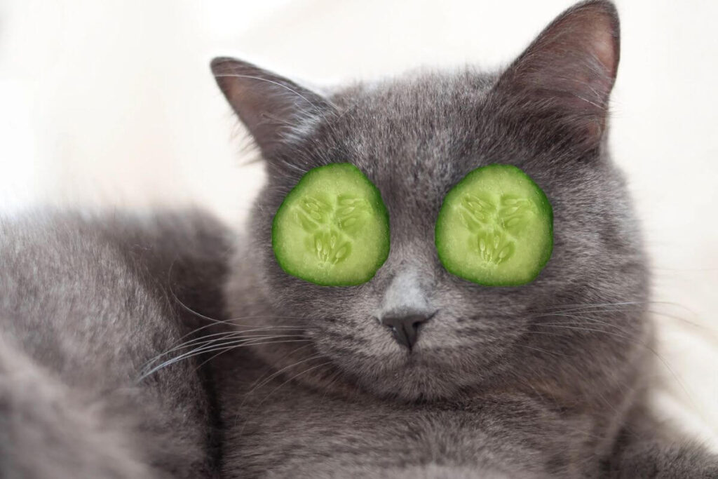 Is cucumber safe for the cats?