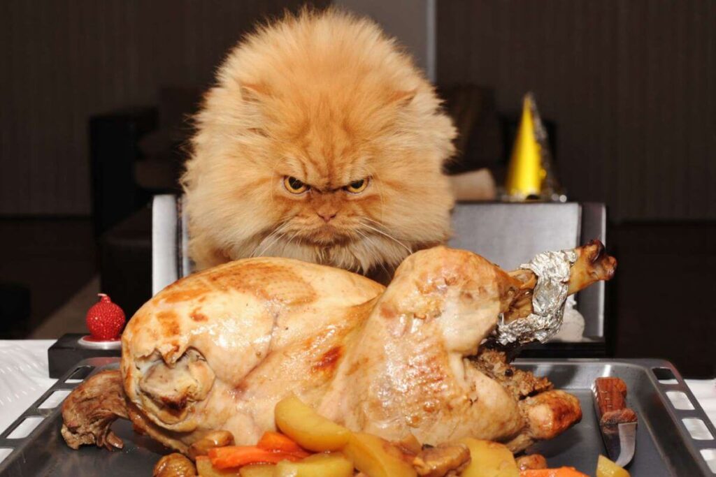 can cats eat turkey bacon?